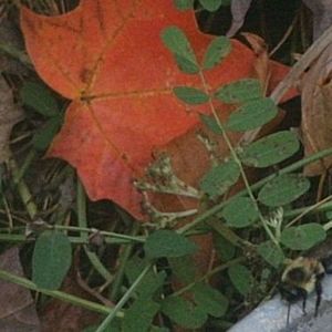 Meet your Posher, Carolyn